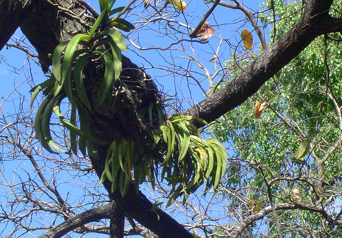 Diaphananthe fragrantissima Diaphananthe fragrantissima