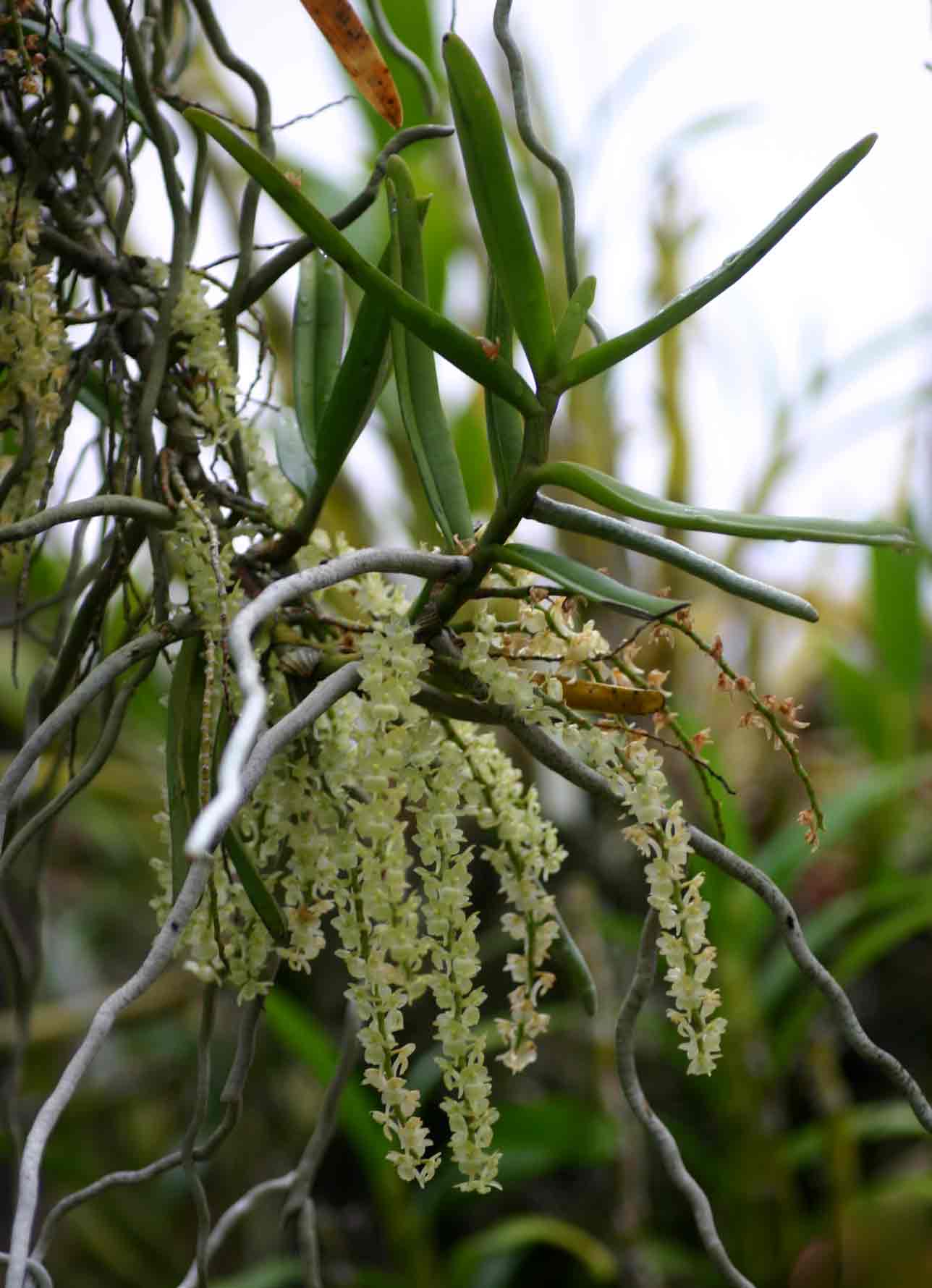 Rhipidoglossum xanthopollinium Rhipidoglossum xanthopollinium