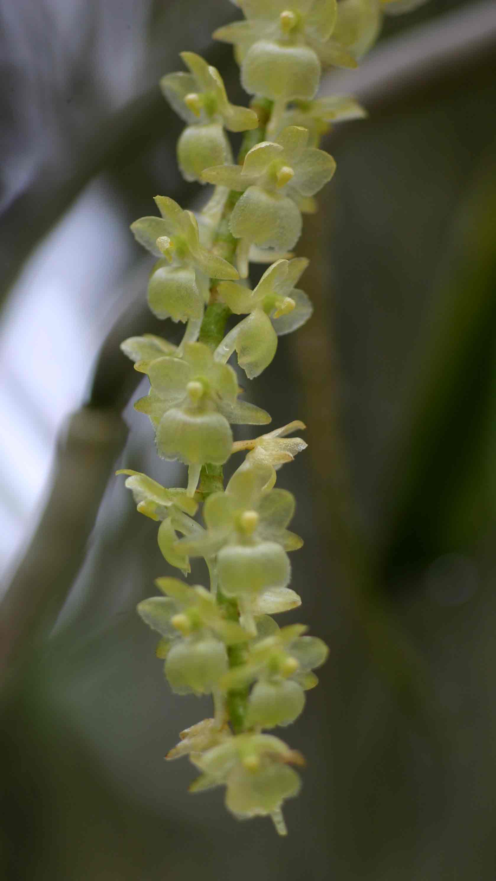 Rhipidoglossum xanthopollinium Rhipidoglossum xanthopollinium