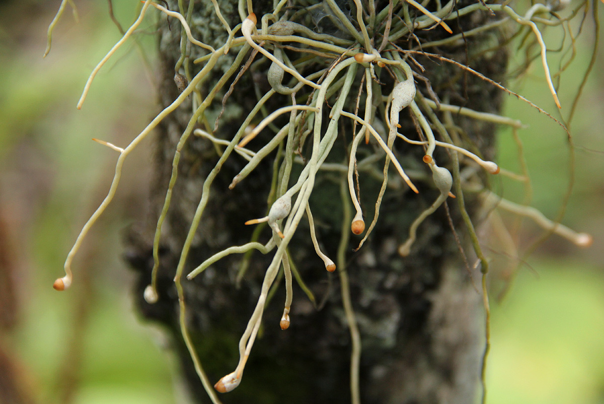 Microcoelia exilis Microcoelia exilis