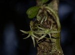 Mystacidium tanganyikense