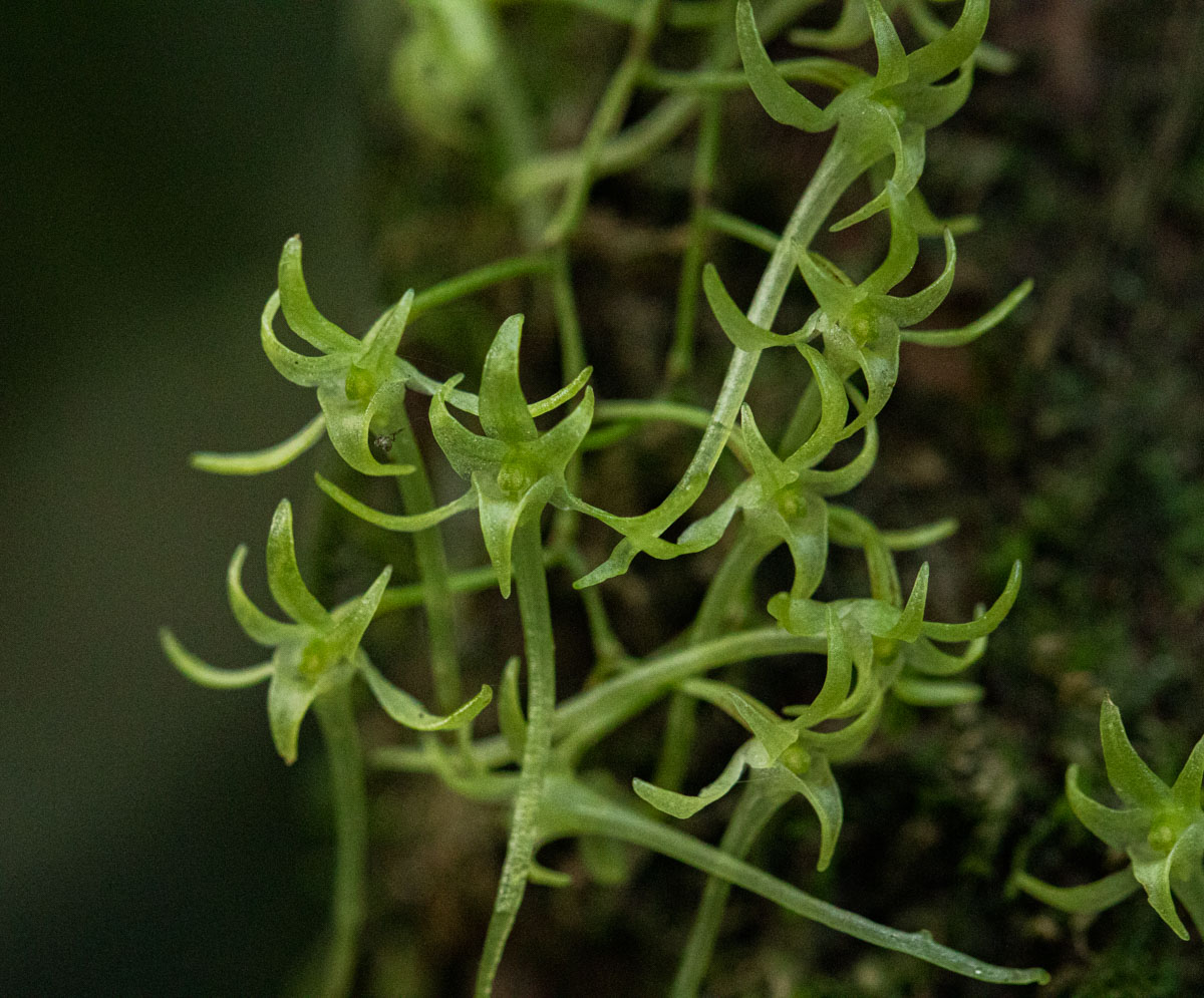 Mystacidium tanganyikense