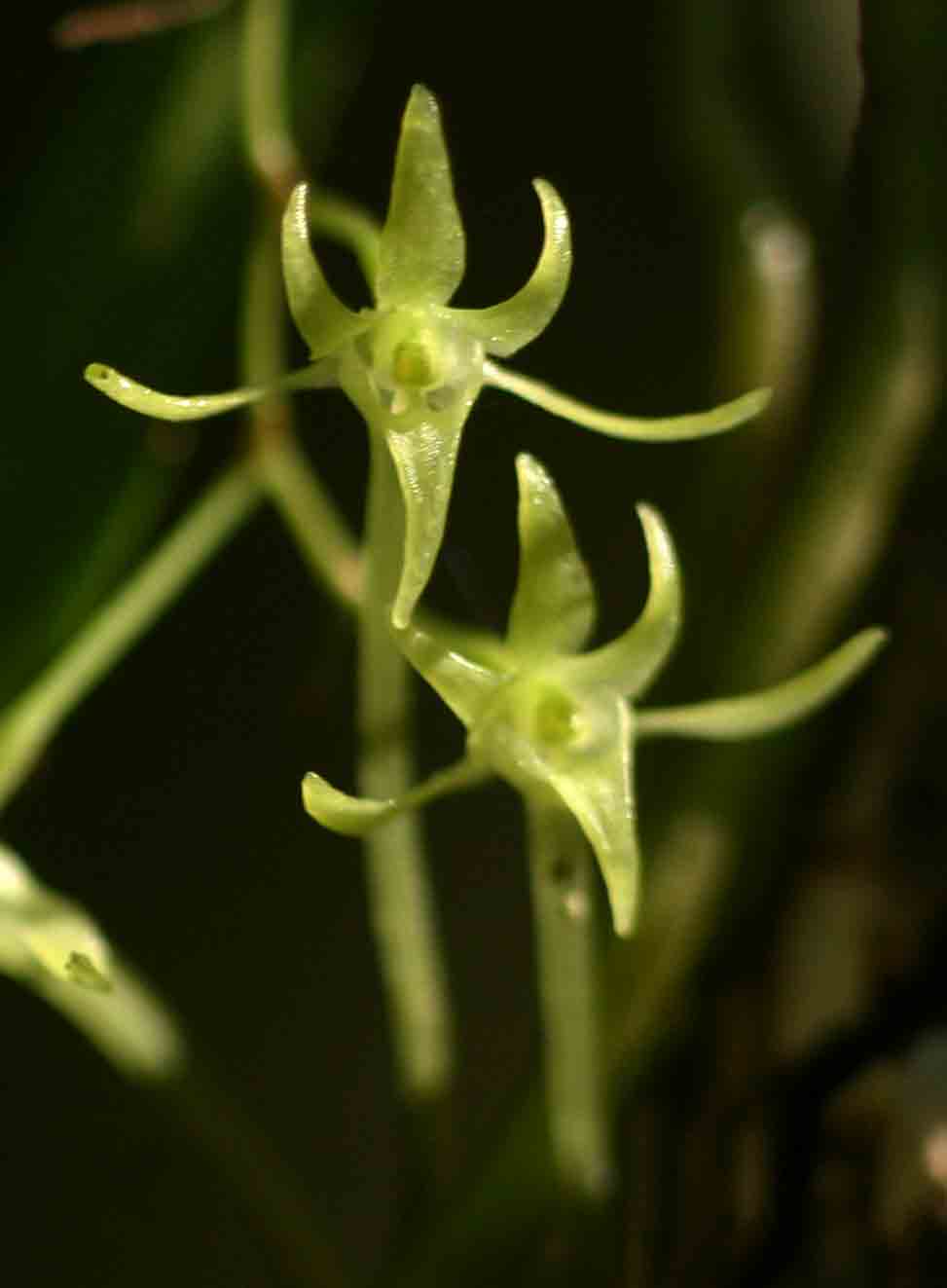 Mystacidium tanganyikense Mystacidium tanganyikense