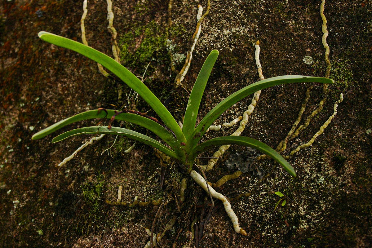 Rangaeris muscicola