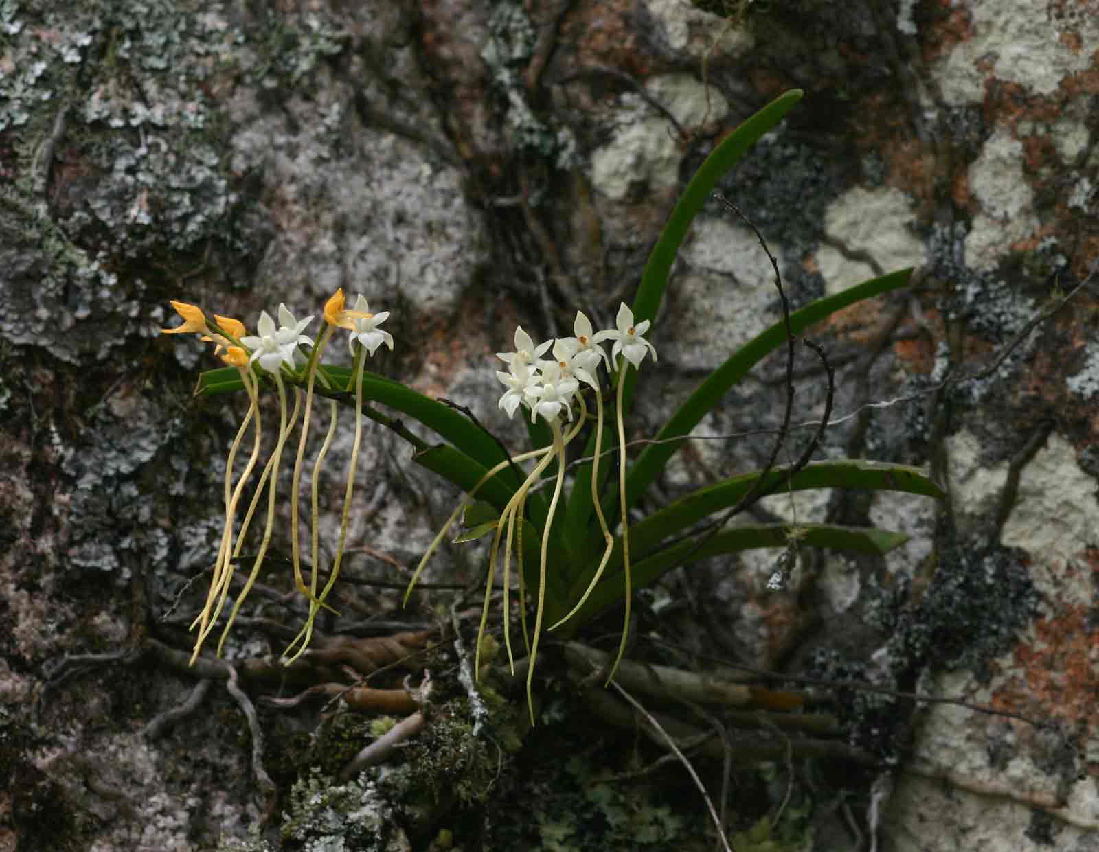 Rangaeris muscicola