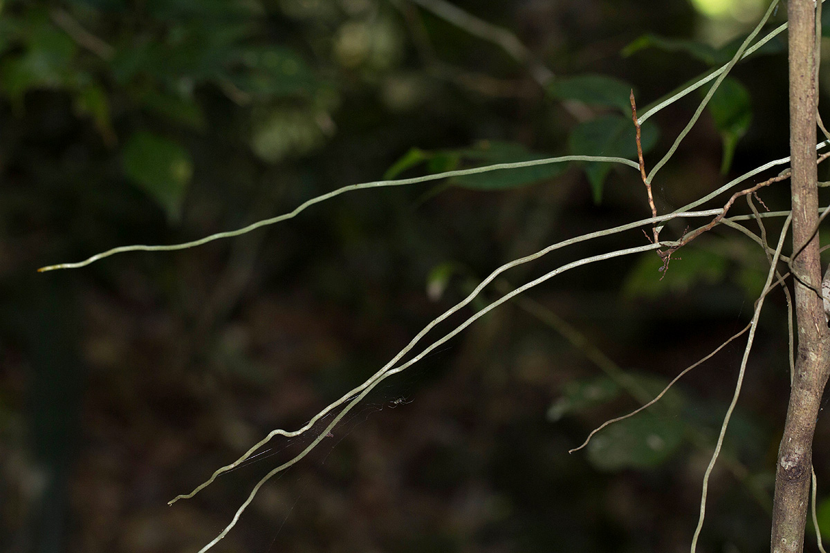 Microcoelia aphylla Microcoelia aphylla
