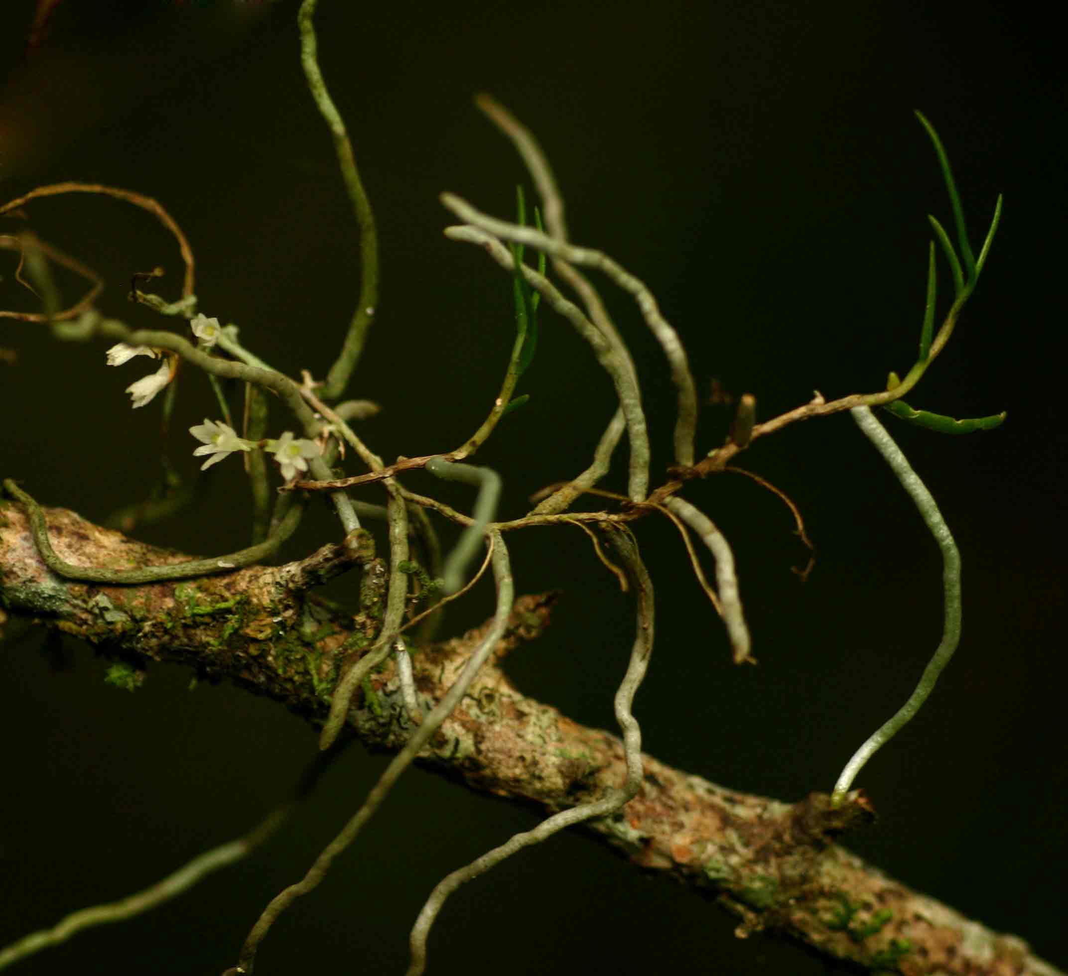 Solenangis conica Solenangis conica