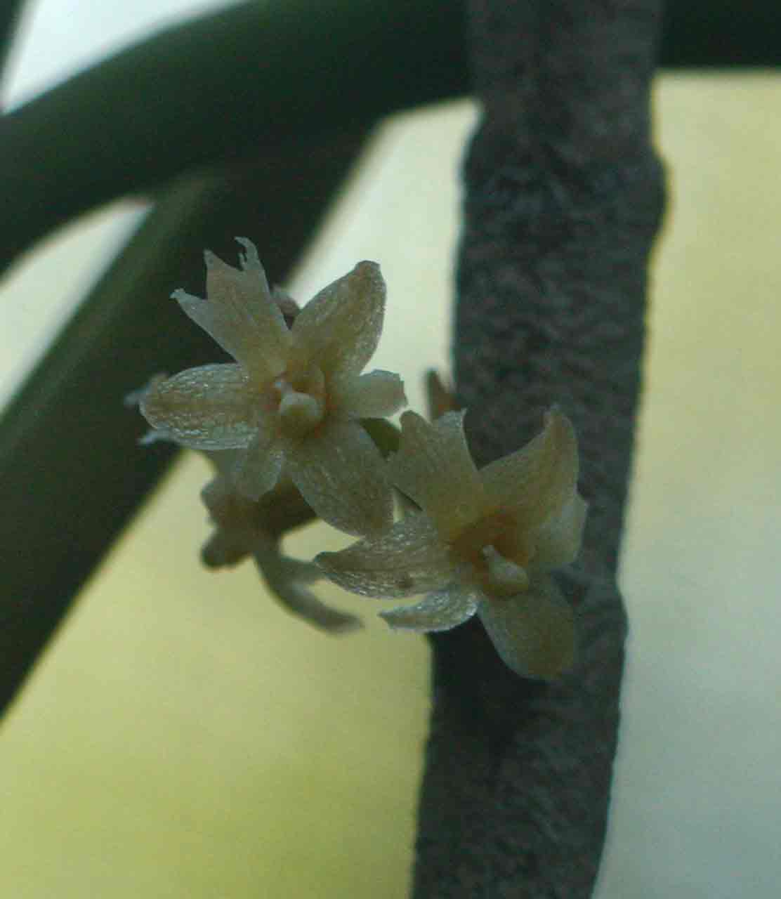 Tridactyle tridentata Tridactyle tridentata