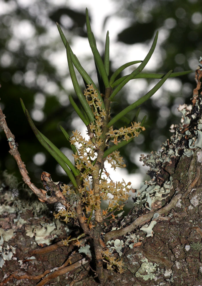 Tridactyle tridentata