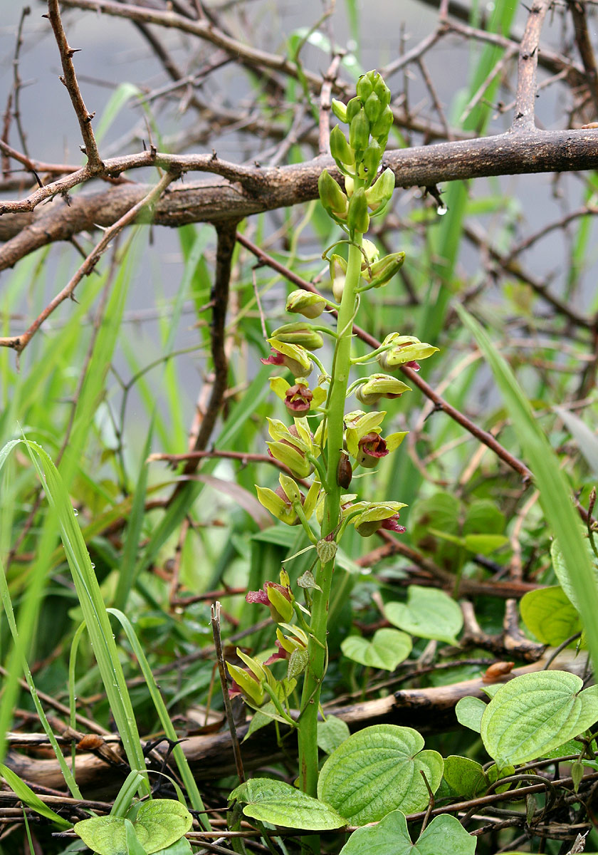 Eulophia alta Eulophia alta