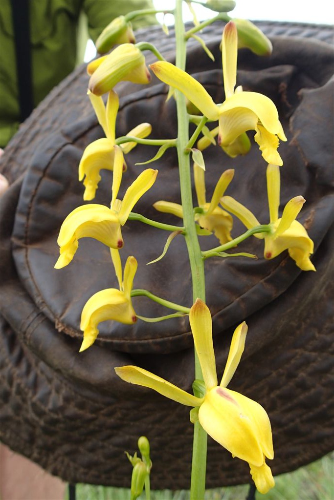 Eulophia angolensis