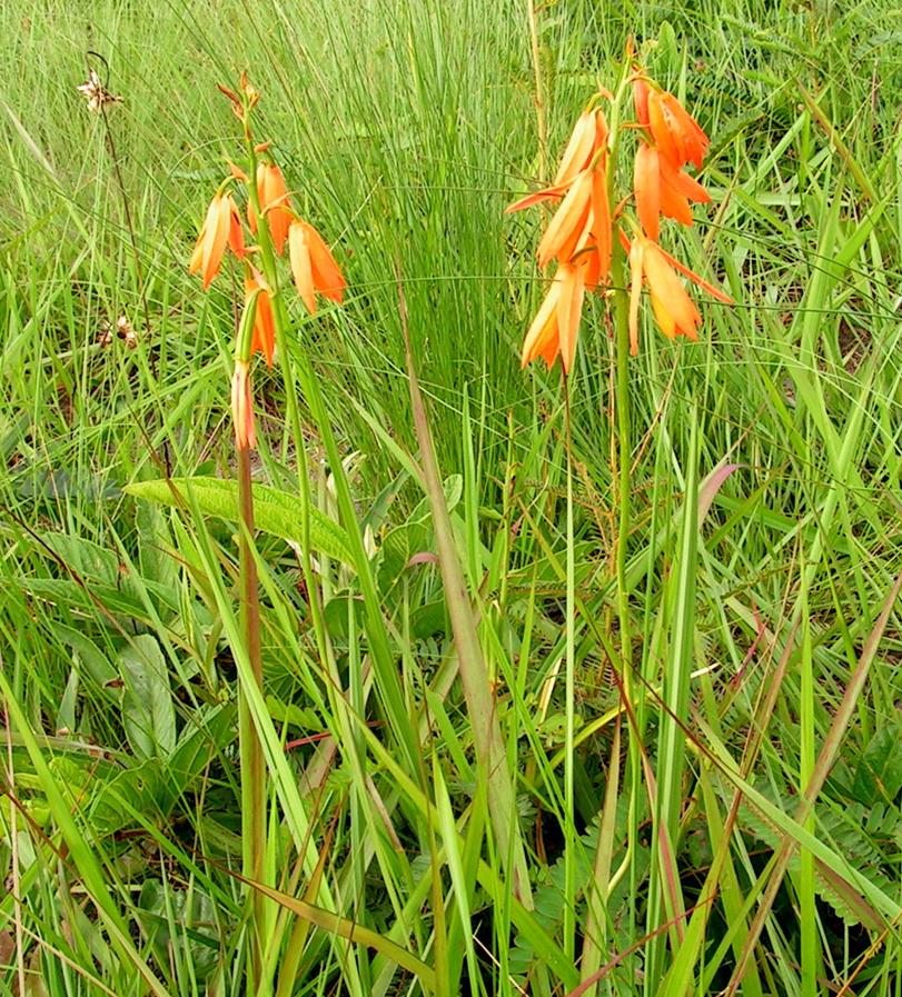 Orthochilus aurantiacus Orthochilus aurantiacus