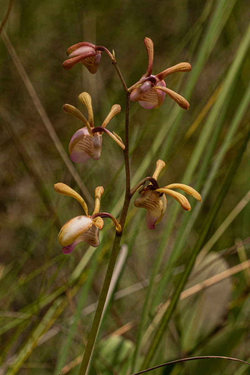 Eulophia coeloglossa Eulophia coeloglossa