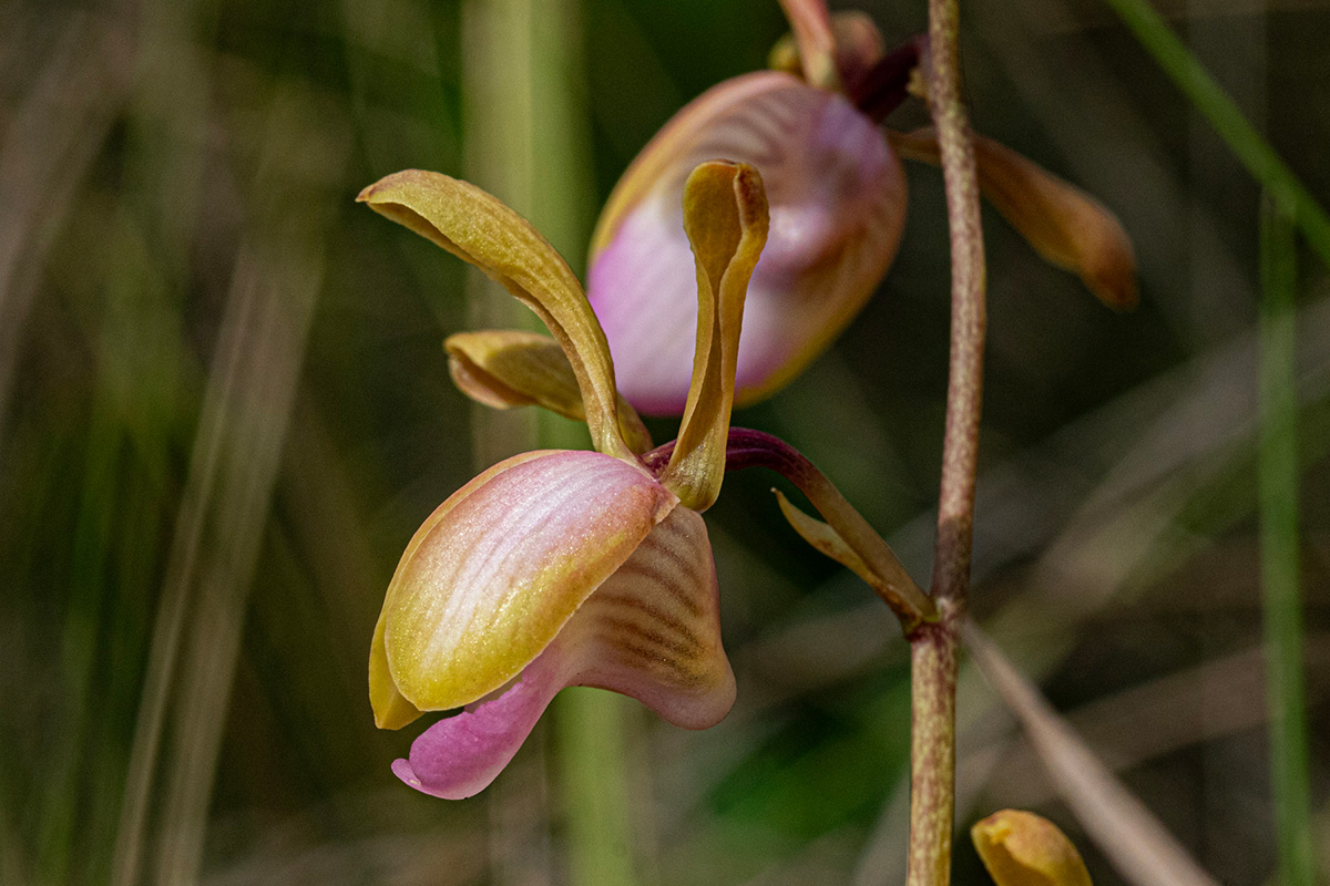 Eulophia coeloglossa Eulophia coeloglossa