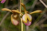 Eulophia coeloglossa