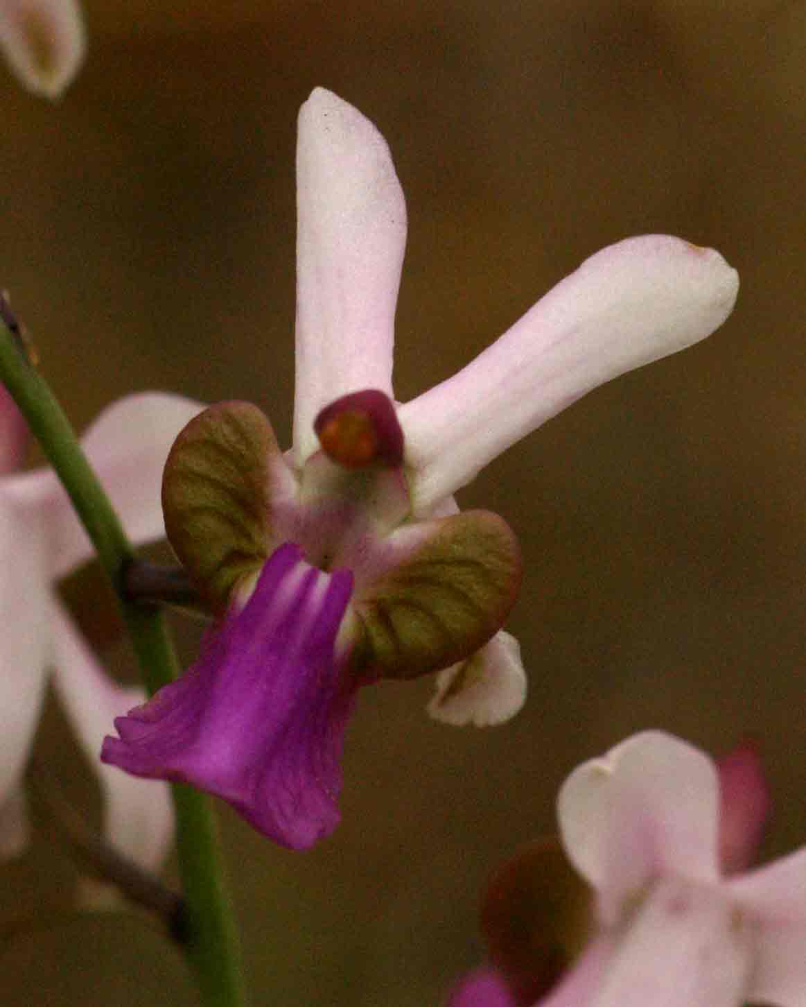 Eulophia livingstoniana