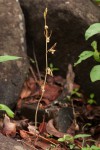 Eulophia longisepala
