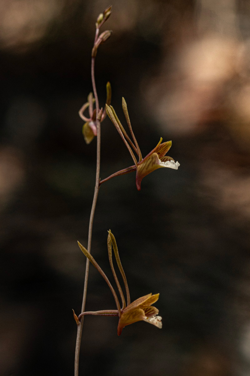 Eulophia longisepala Eulophia longisepala
