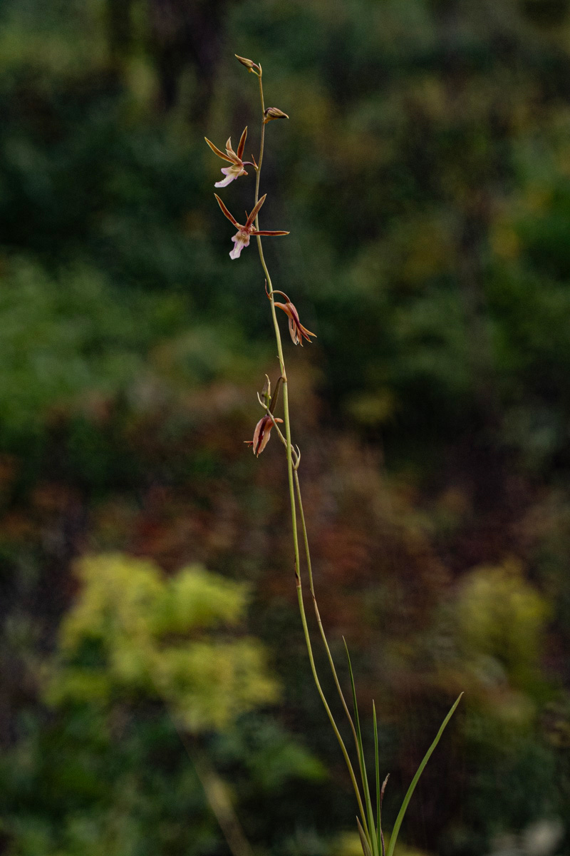 Eulophia macaulayae Eulophia macaulayae