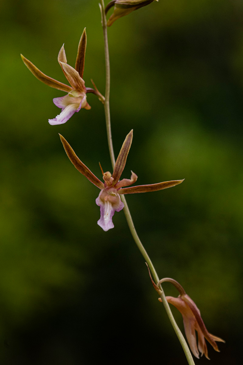 Eulophia macaulayae