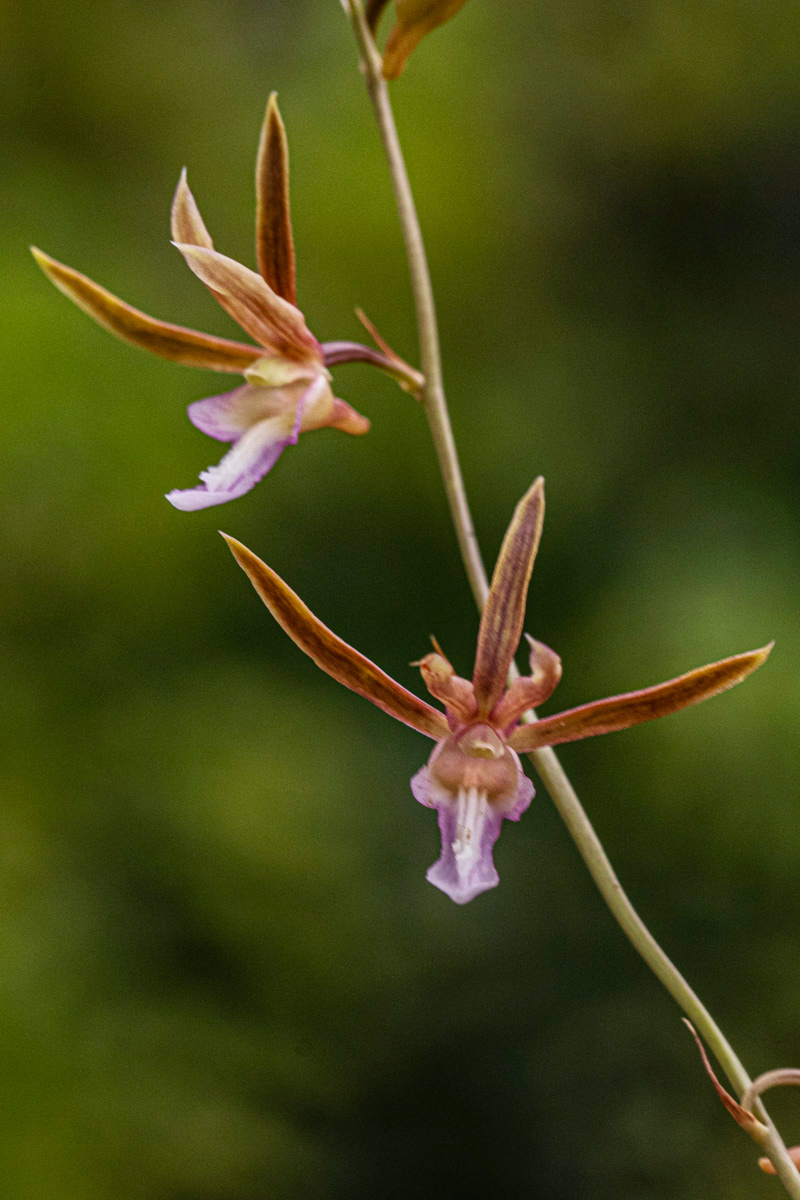 Eulophia macaulayae