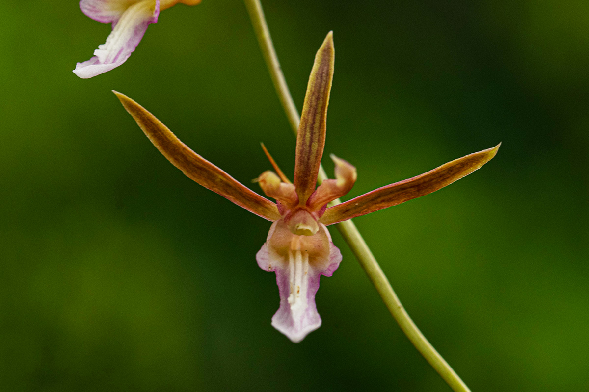 Eulophia macaulayae Eulophia macaulayae