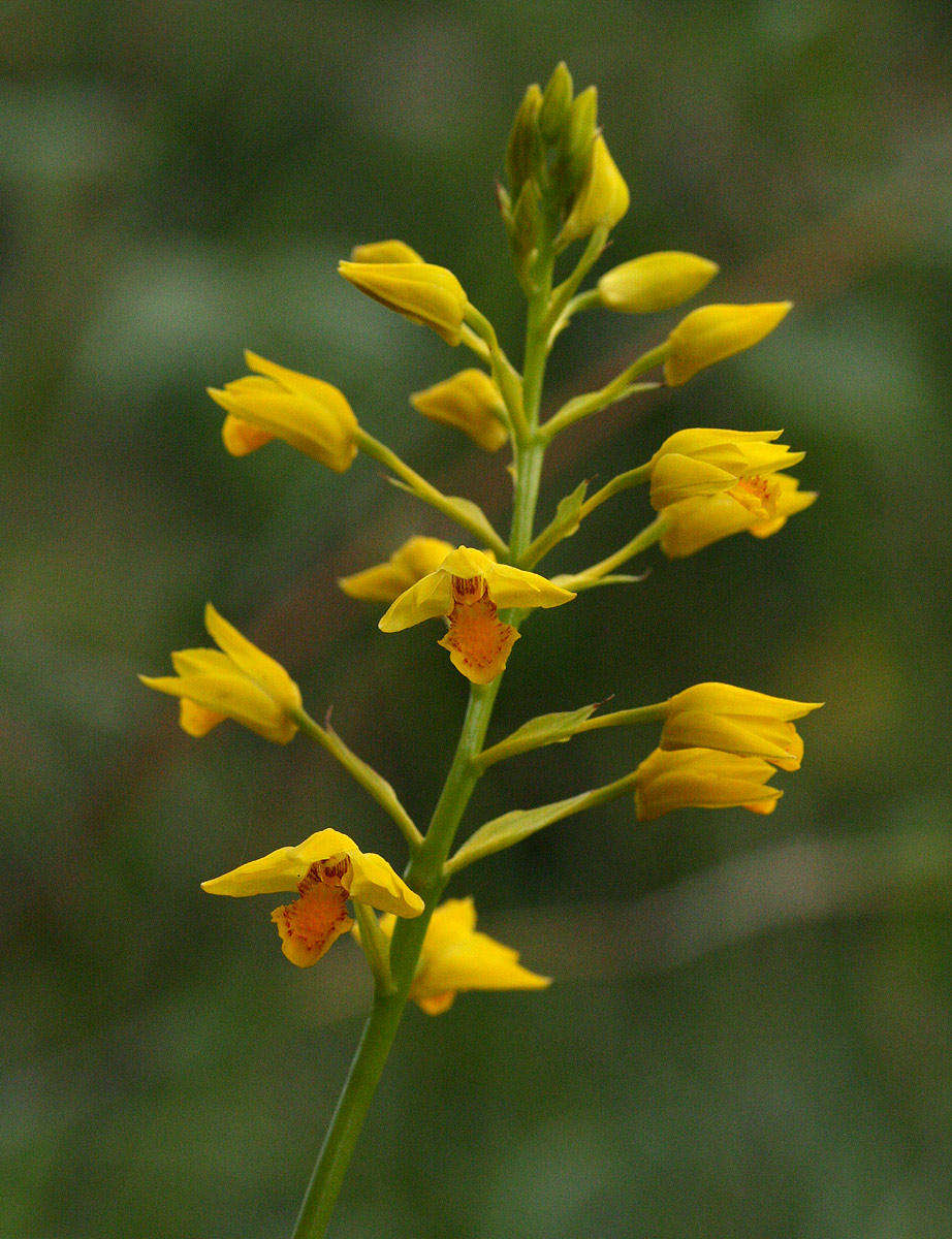 Orthochilus odontoglossus