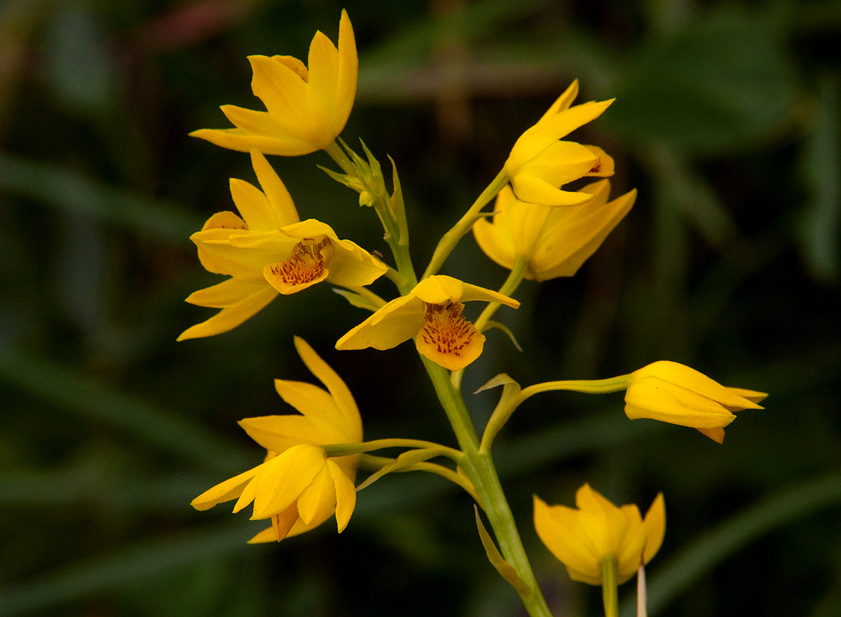 Orthochilus odontoglossus