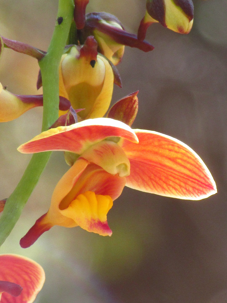 Eulophia orthoplectra