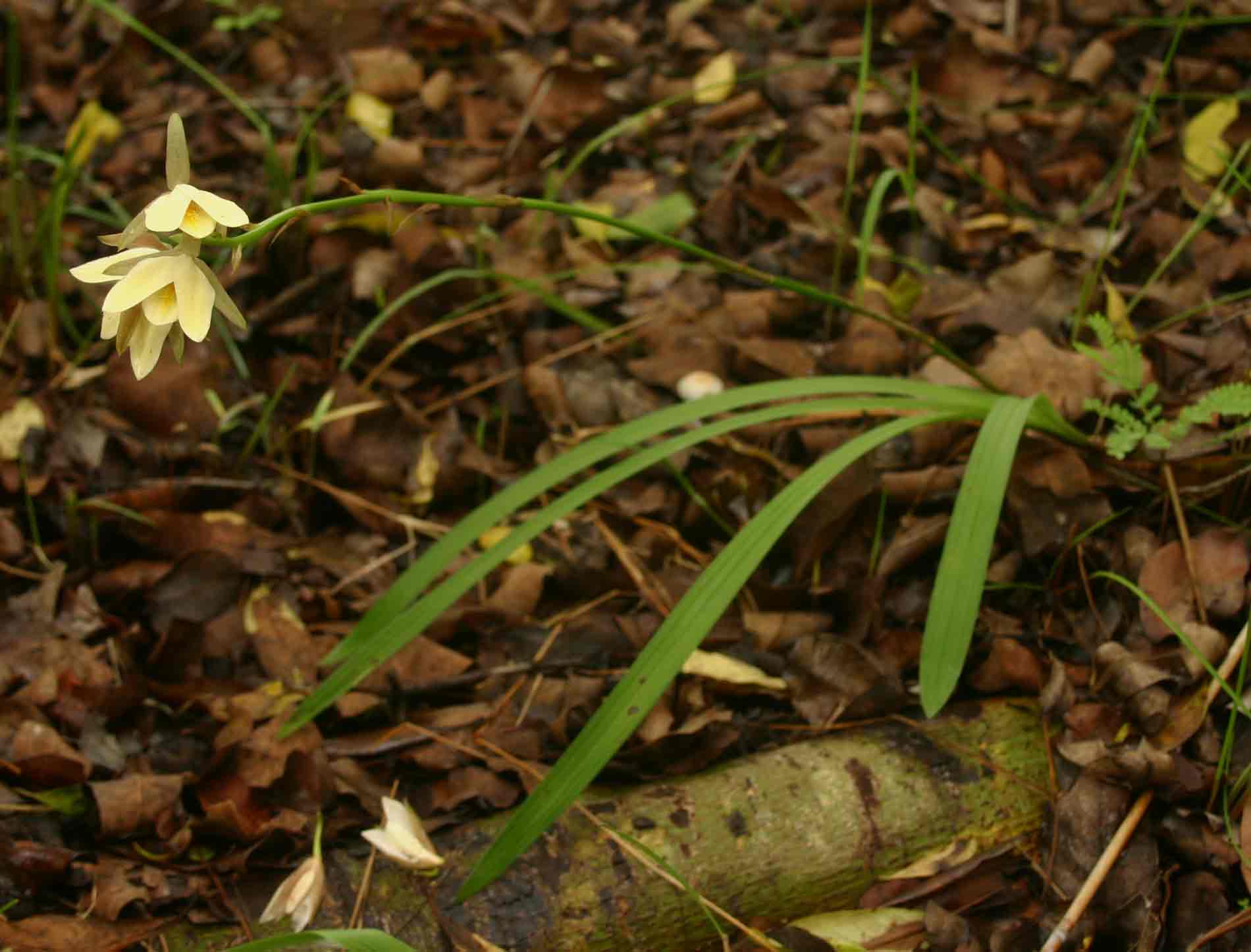 Eulophia ovalis var. bainesii