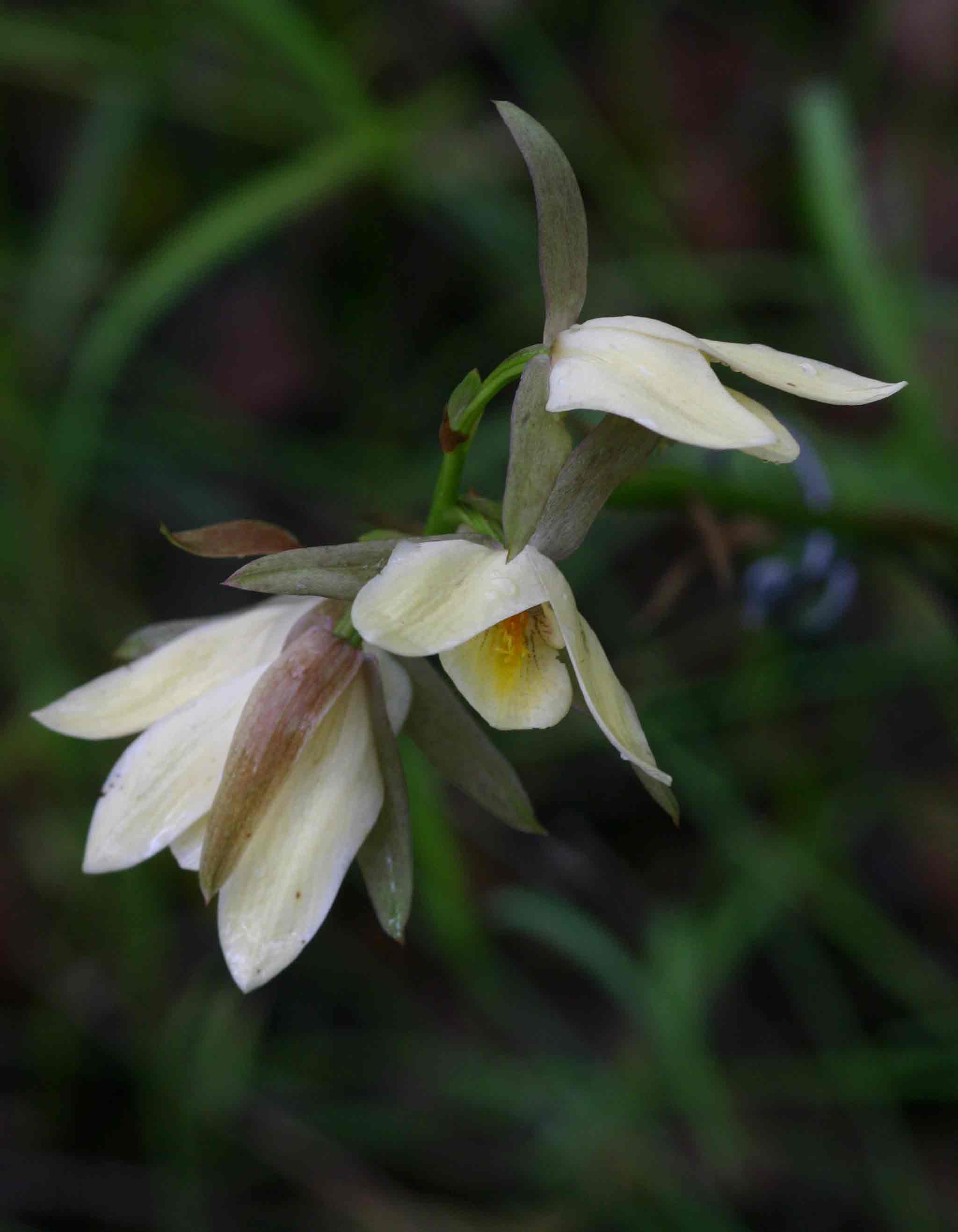 Eulophia ovalis var. bainesii