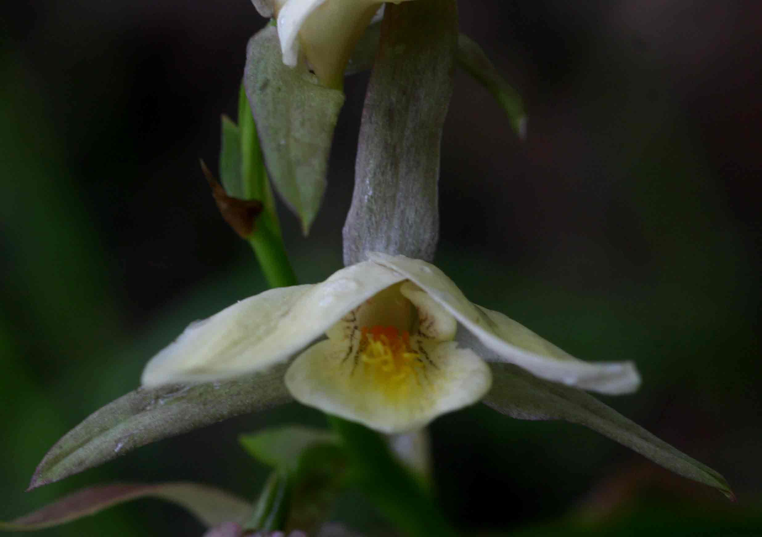 Eulophia ovalis var. bainesii