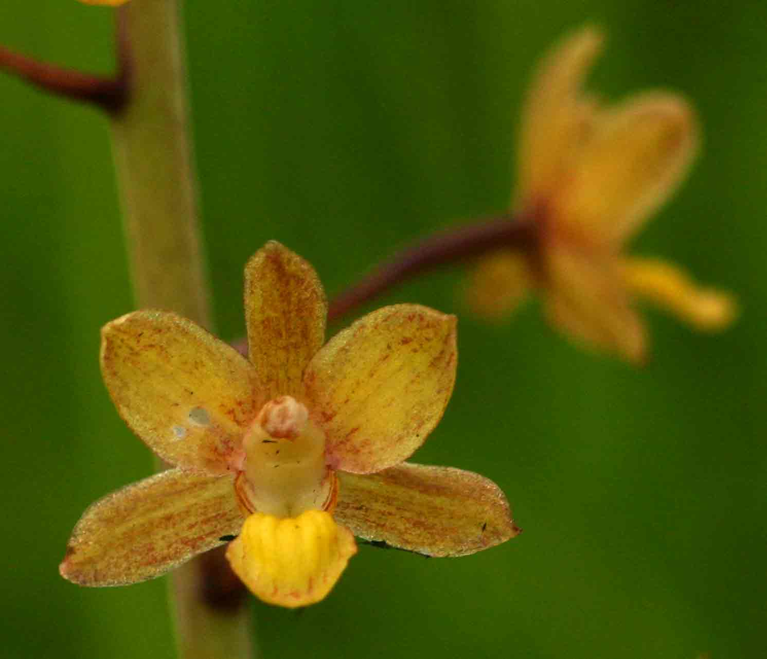 Eulophia parviflora