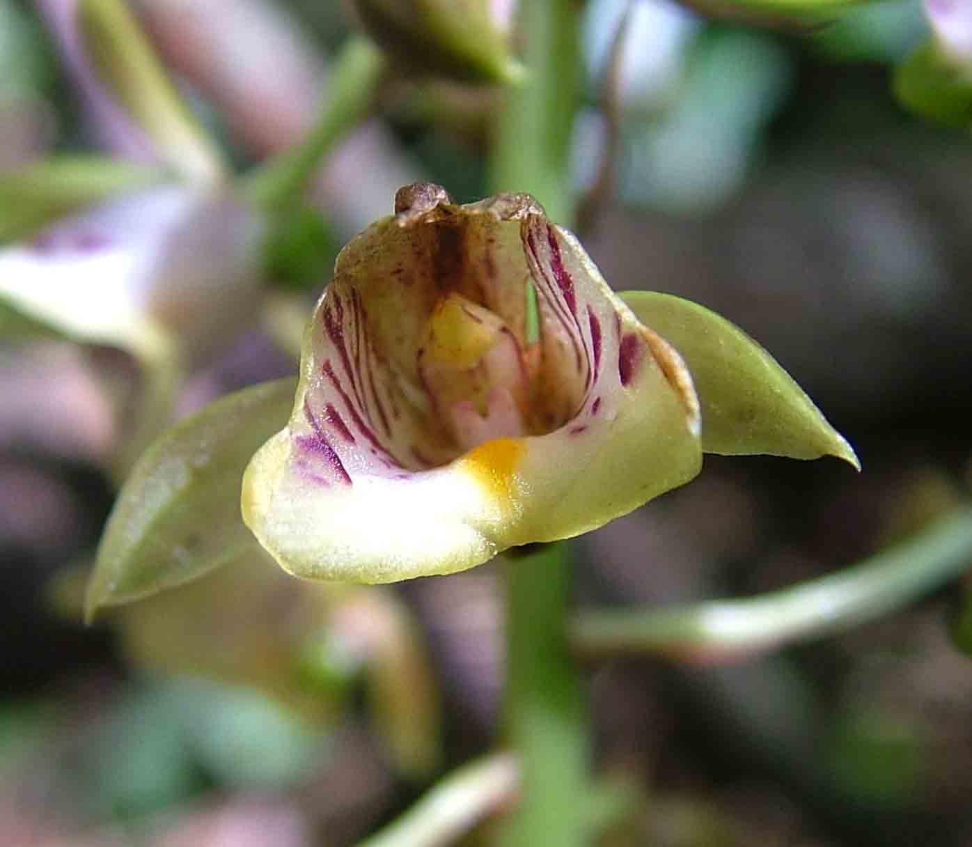 Eulophia pulchra