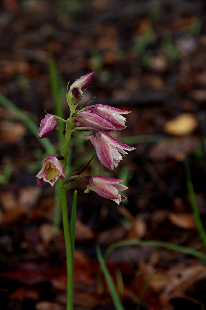 Orthochilus rarus