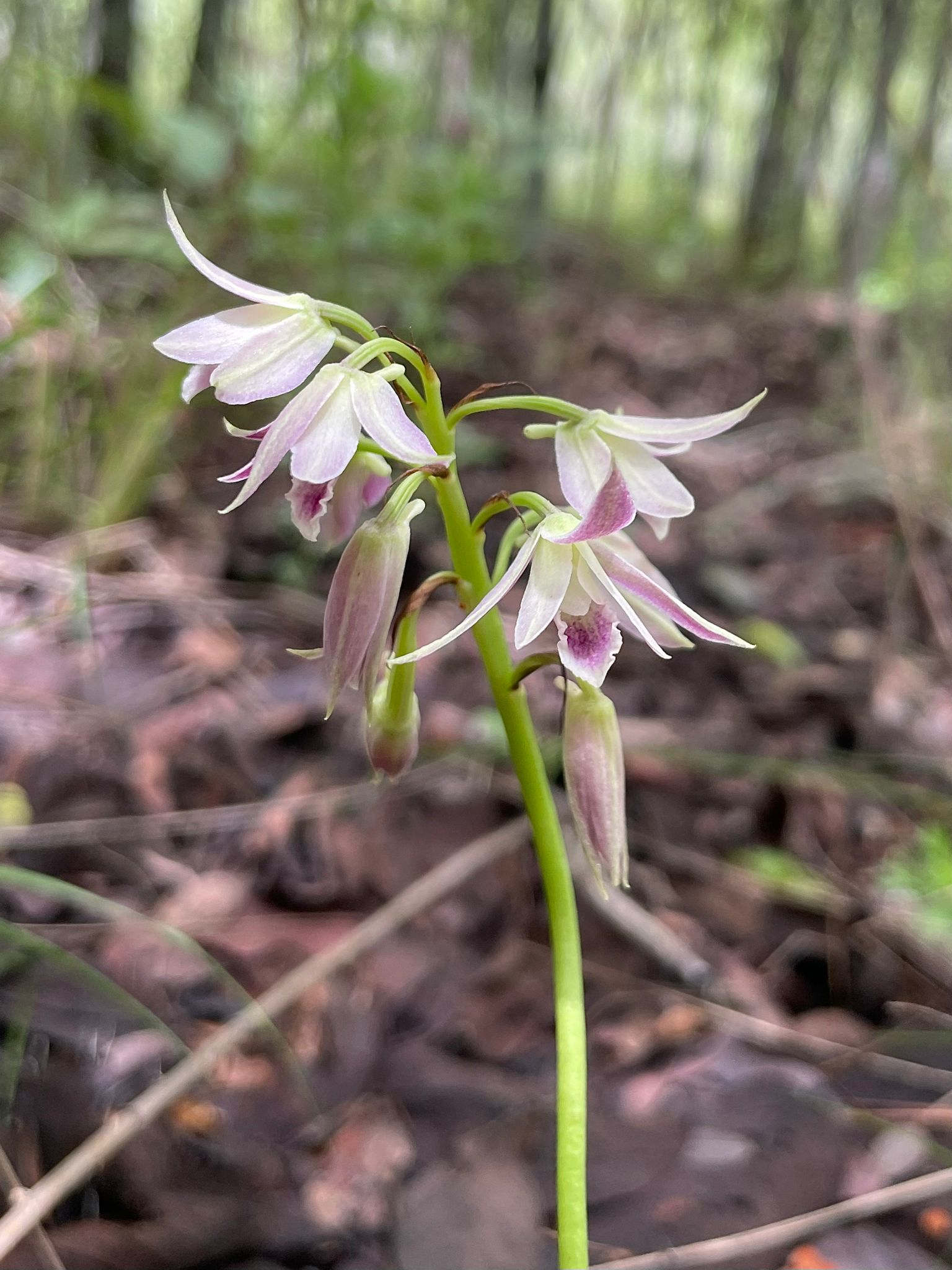 Orthochilus rarus Orthochilus rarus