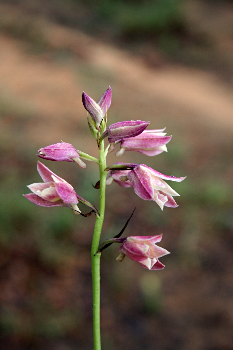 Orthochilus rarus