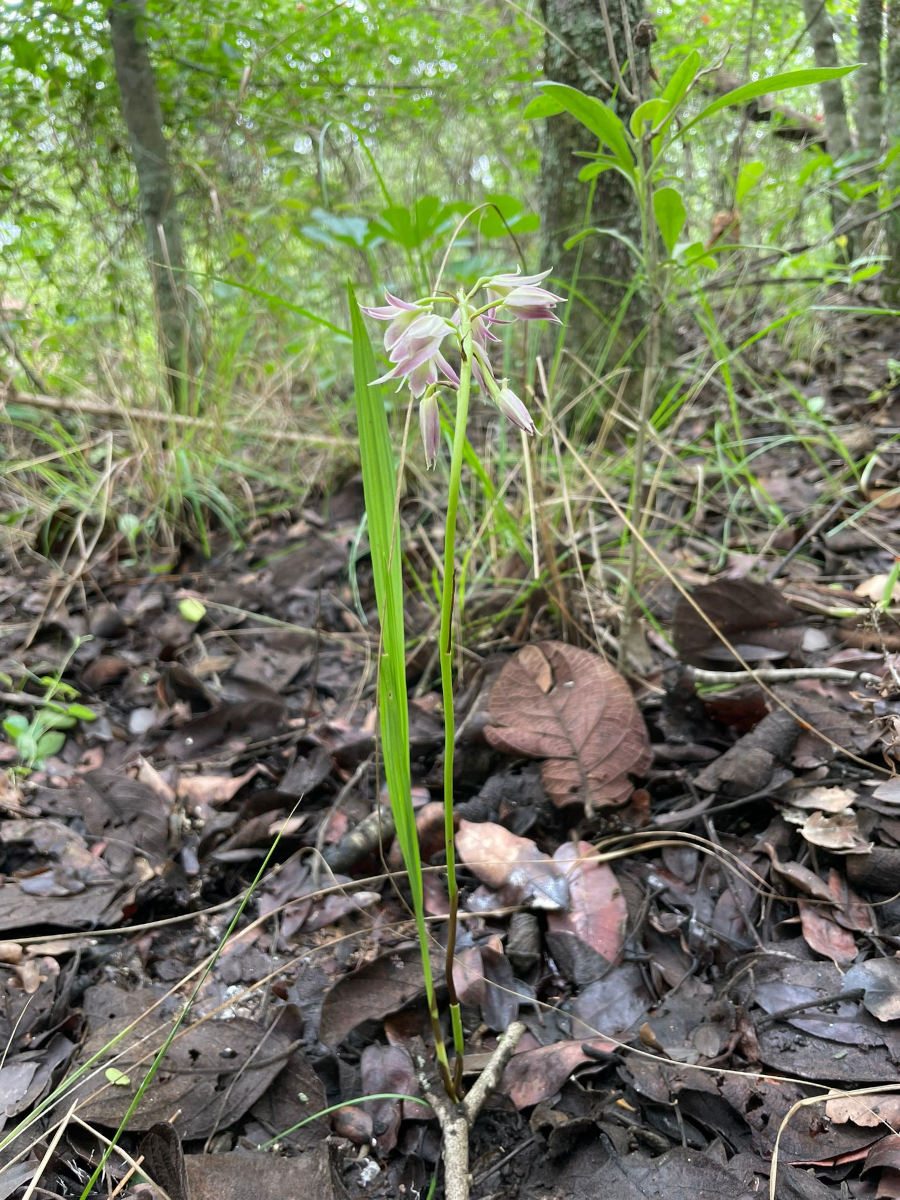 Orthochilus rarus Orthochilus rarus