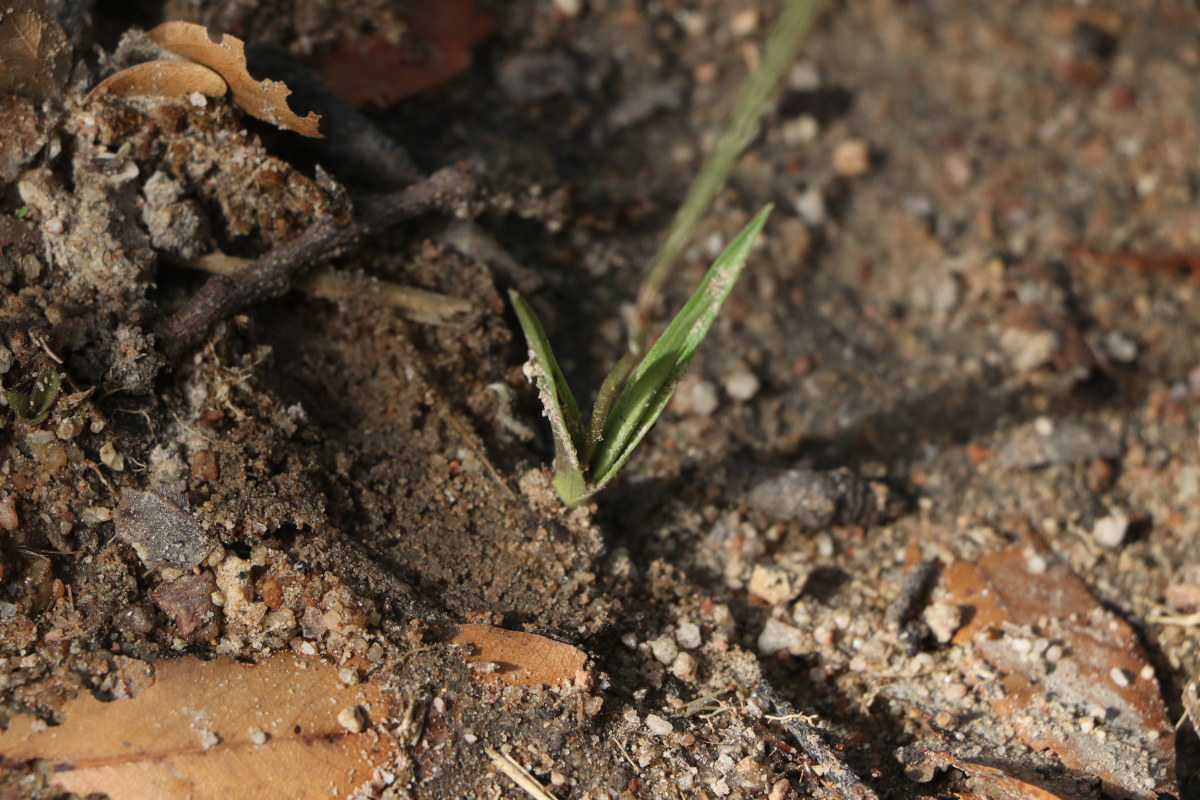 Eulophia seleensis Eulophia seleensis