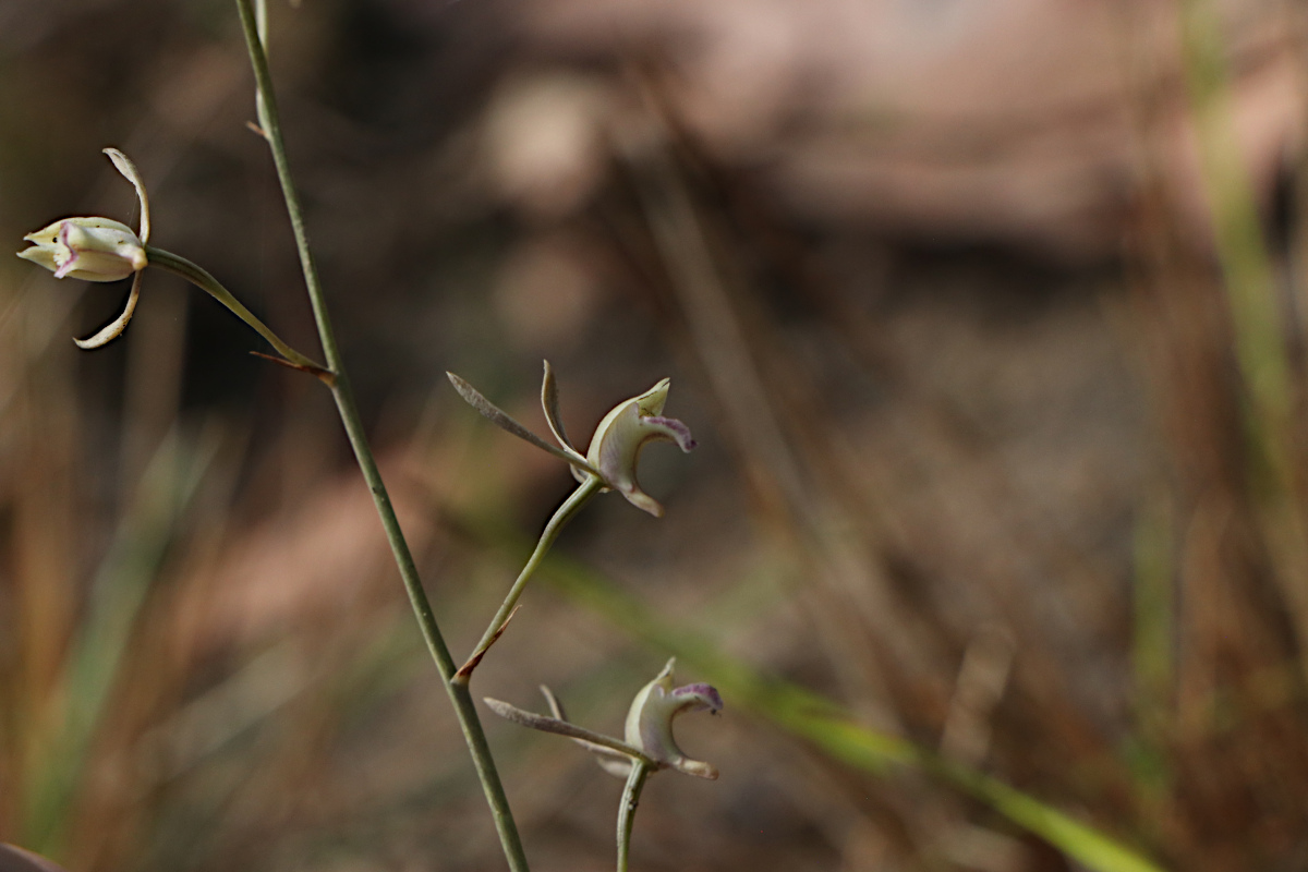 Eulophia seleensis Eulophia seleensis