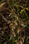 Eulophia venulosa