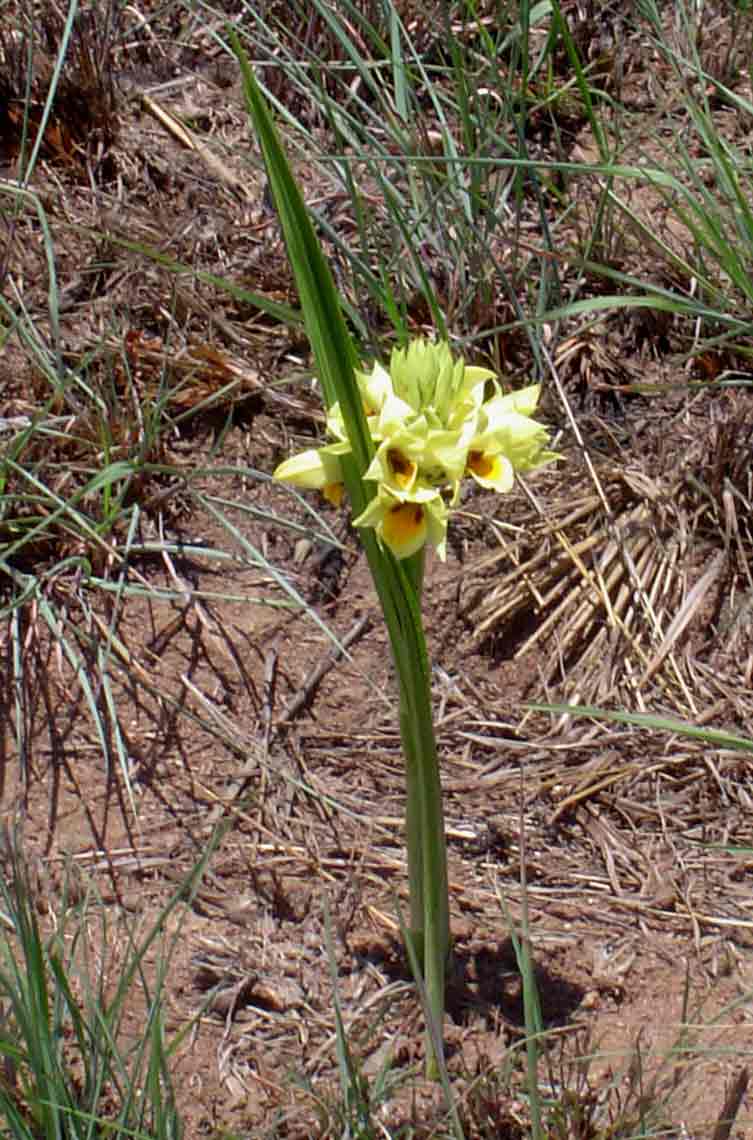 Orthochilus mechowii Orthochilus mechowii