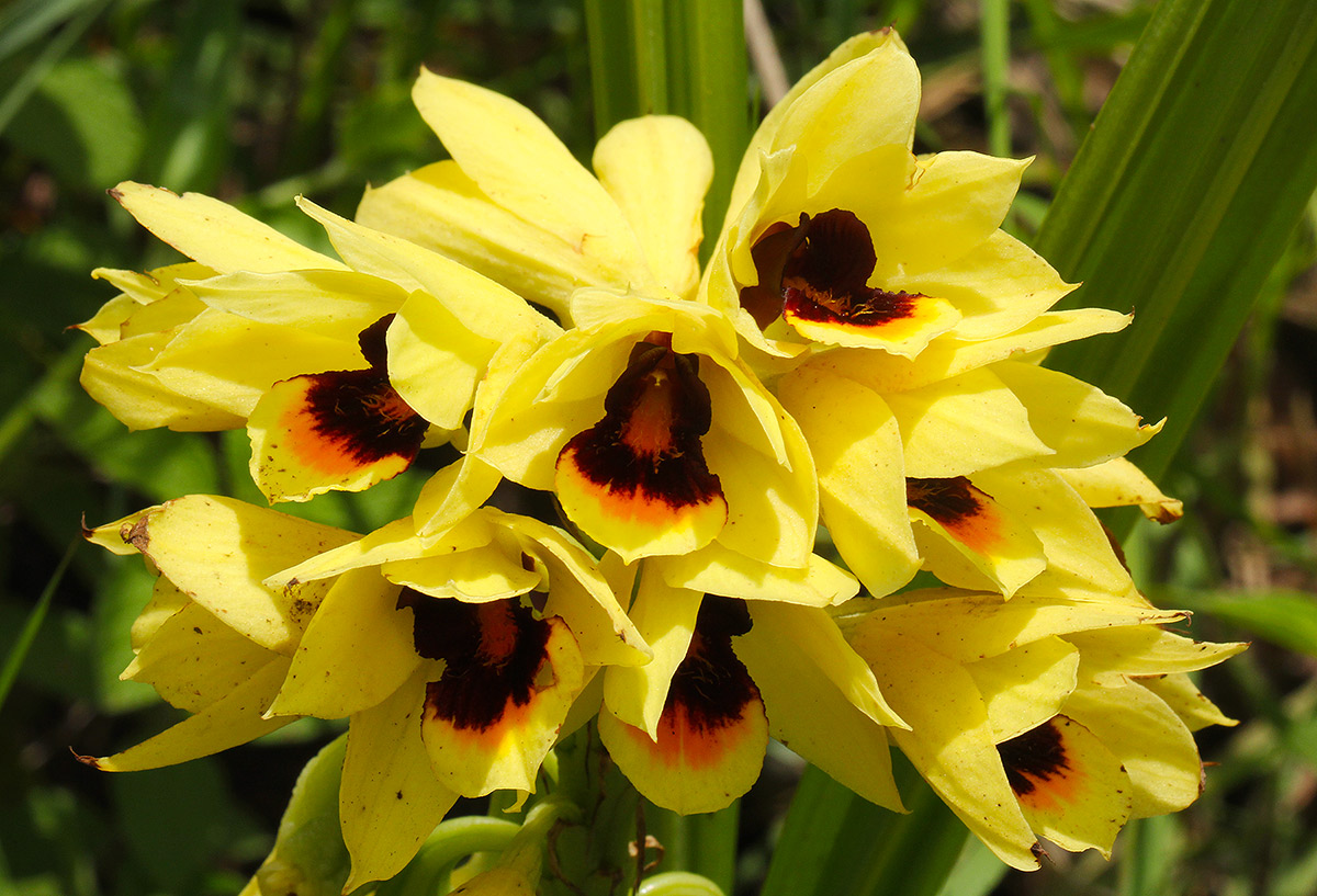 Orthochilus mechowii Orthochilus mechowii