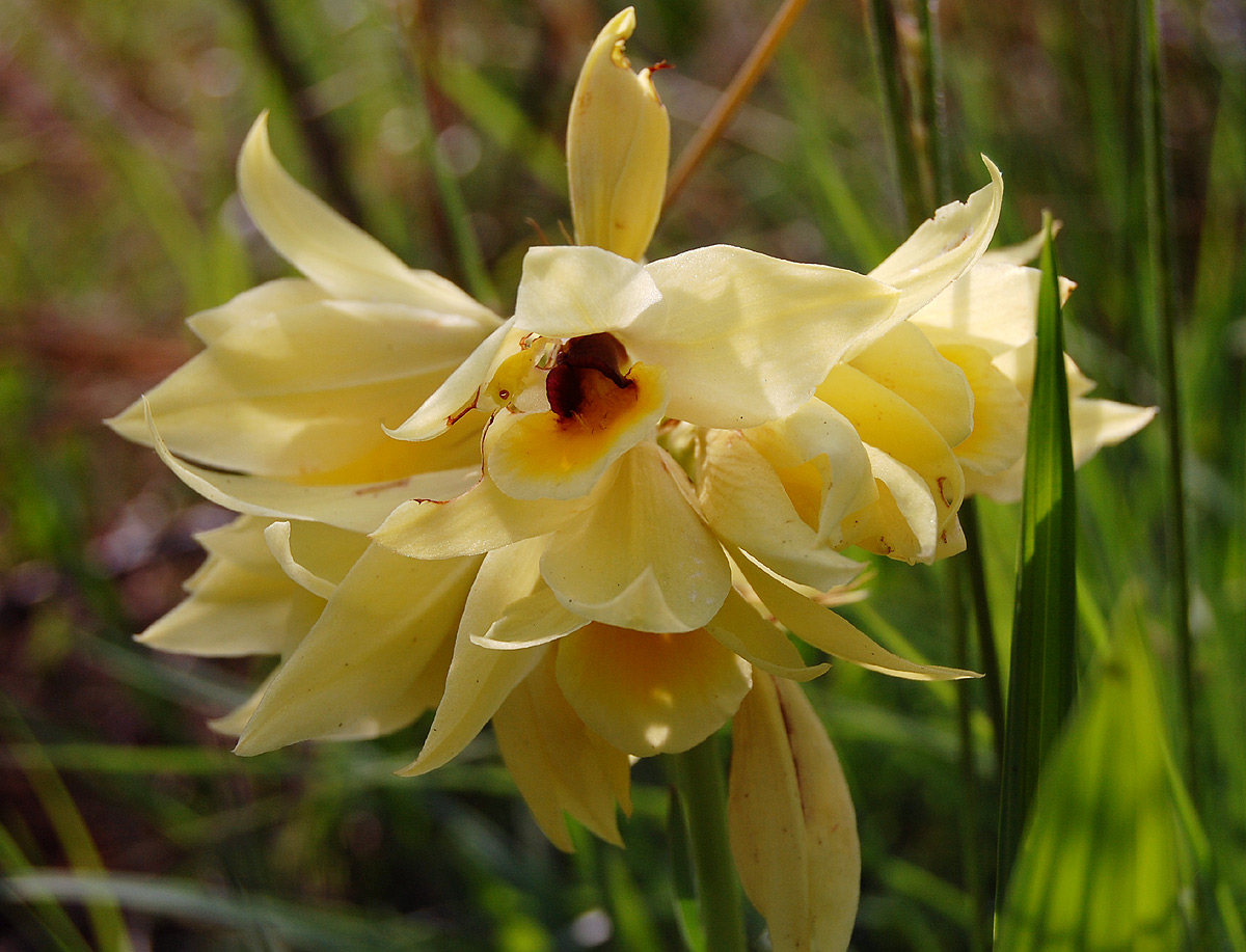 Orthochilus mechowii