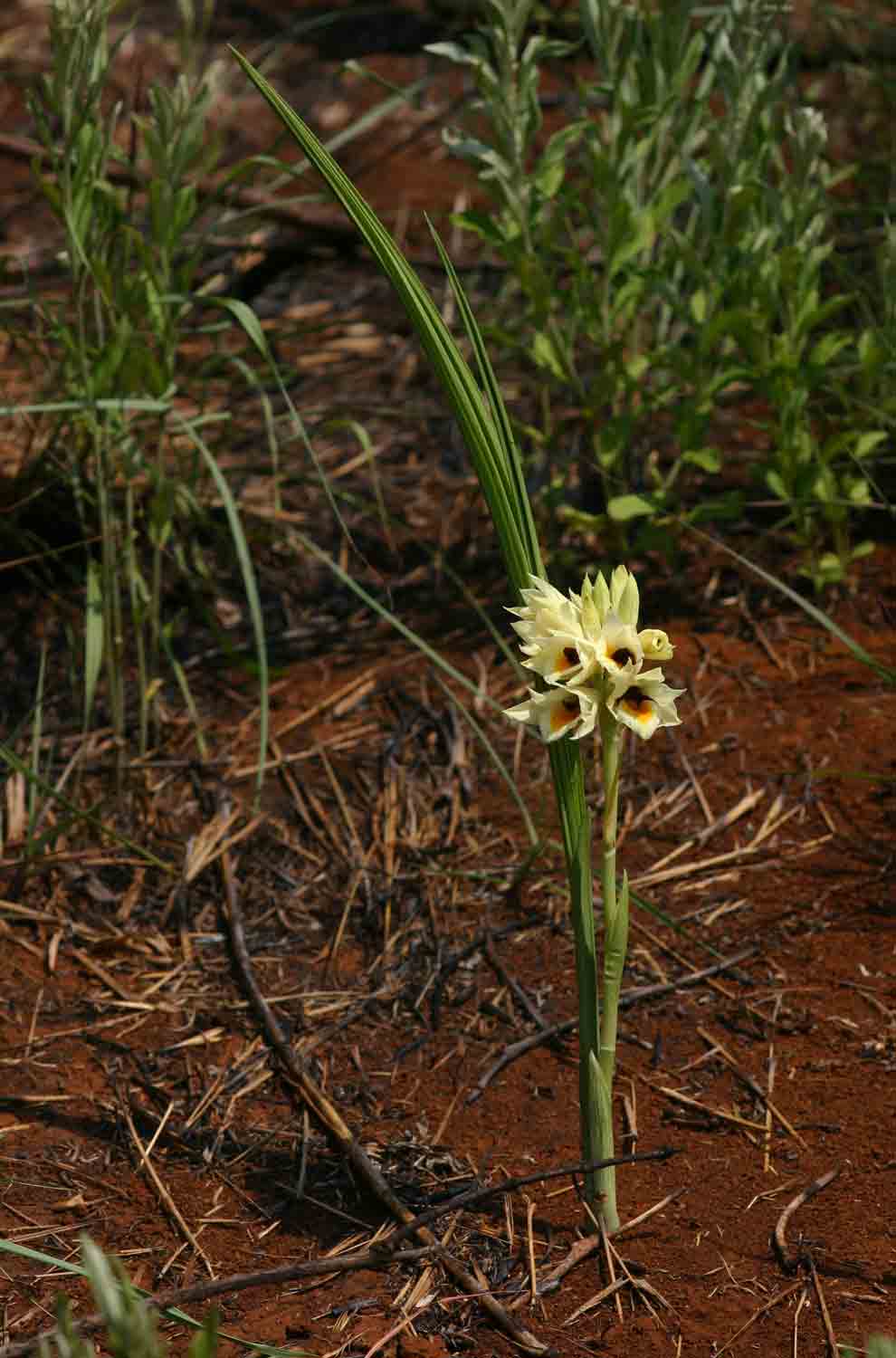 Orthochilus mechowii