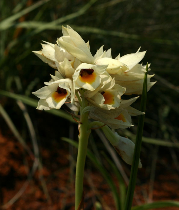 Orthochilus mechowii Orthochilus mechowii