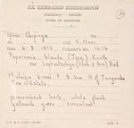 Peperomia leptostachya