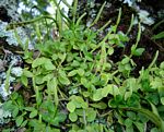 Peperomia tetraphylla