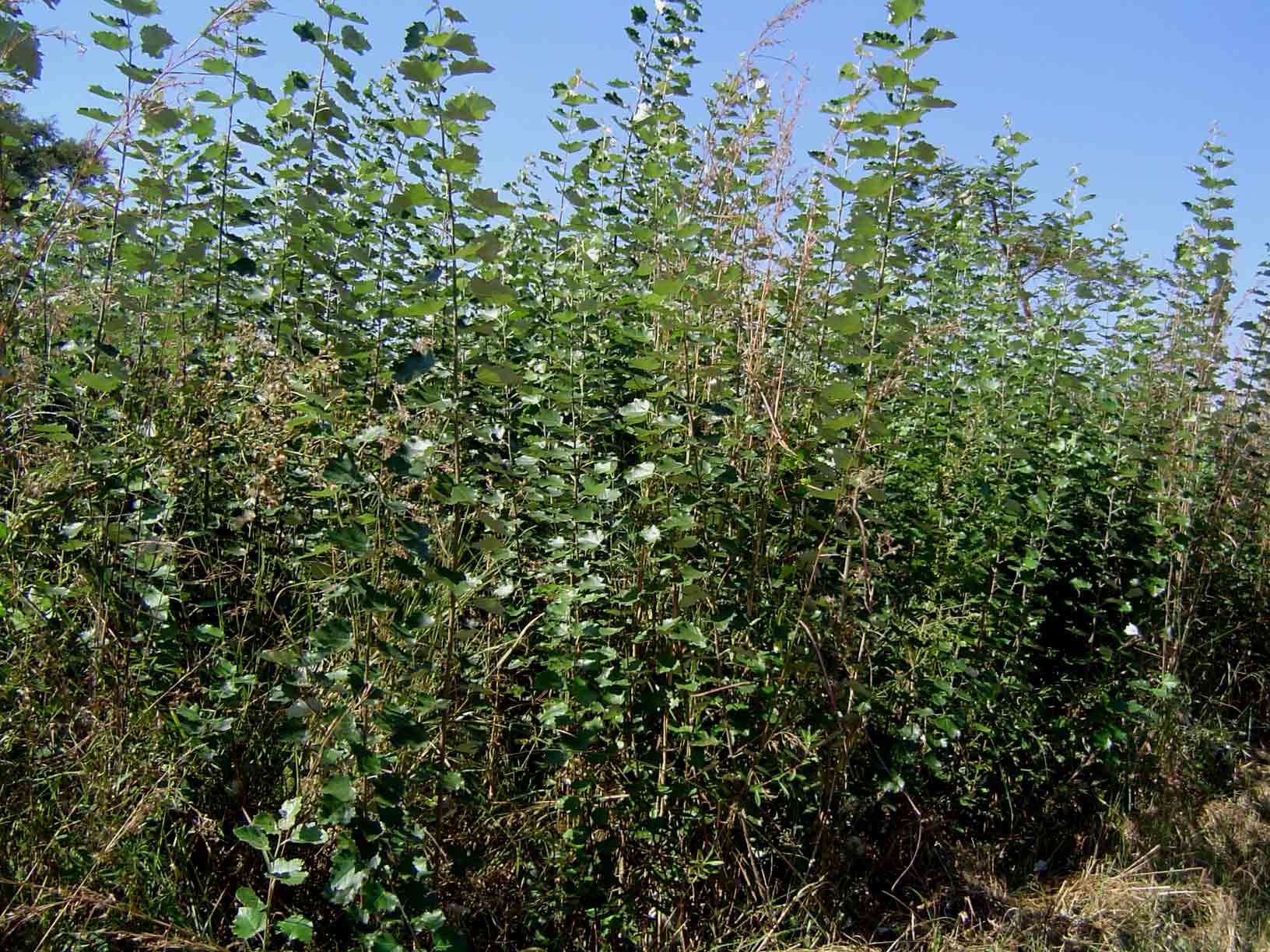 Populus ×  canescens