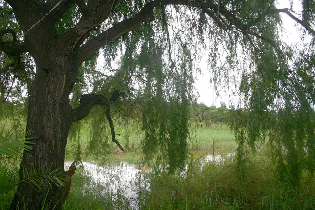Salix babylonica Salix babylonica